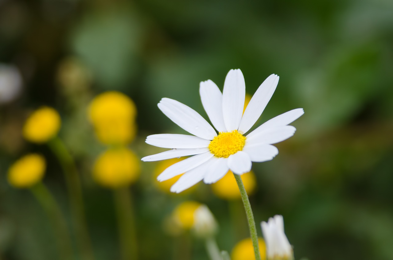  11월의 꽃, Chrysanthemum(국화)