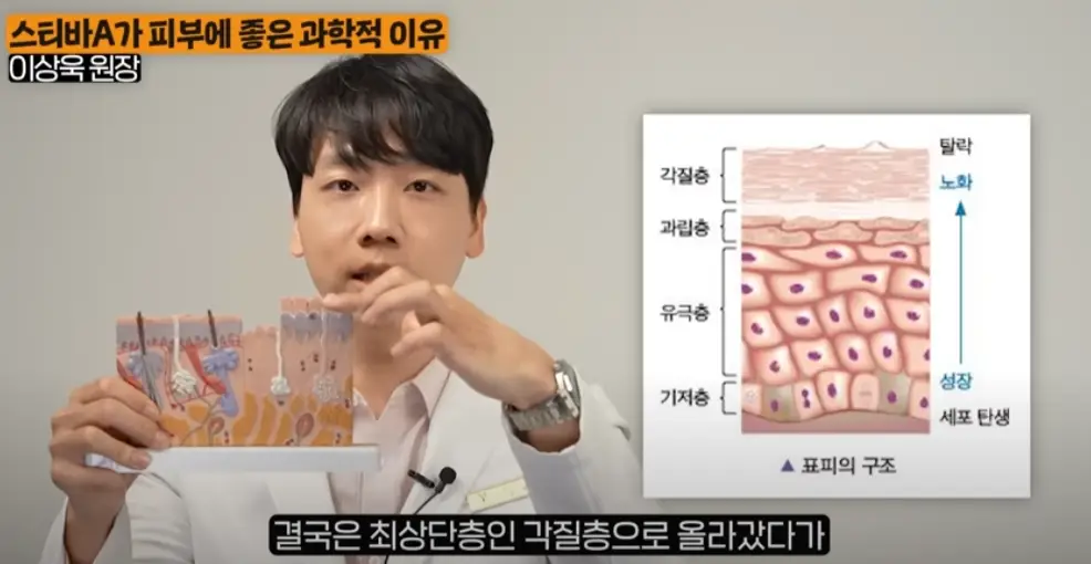 표피의-구조-각질-제거-피부-턴오버-동네의사-이상욱