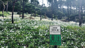 서울-근교-가볼만한곳-파주-율곡수목원-구절초