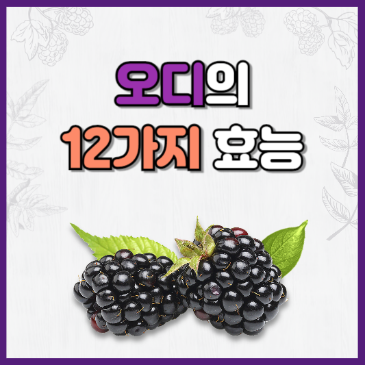 오디의 효능 12가지