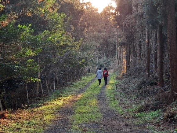 정물 당오름, 오름 그리고 금악오름 31