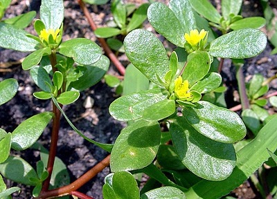아토피에 좋은 약초의 효능을 알고 싶습니다.