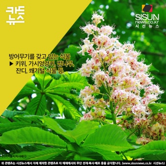 식물의 방어 능력