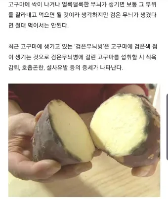 썩은 고구마 구별법 안전하게 먹기_18