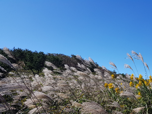  [부산 장산]부산해운대 장산억새밭/부산억새명소추천