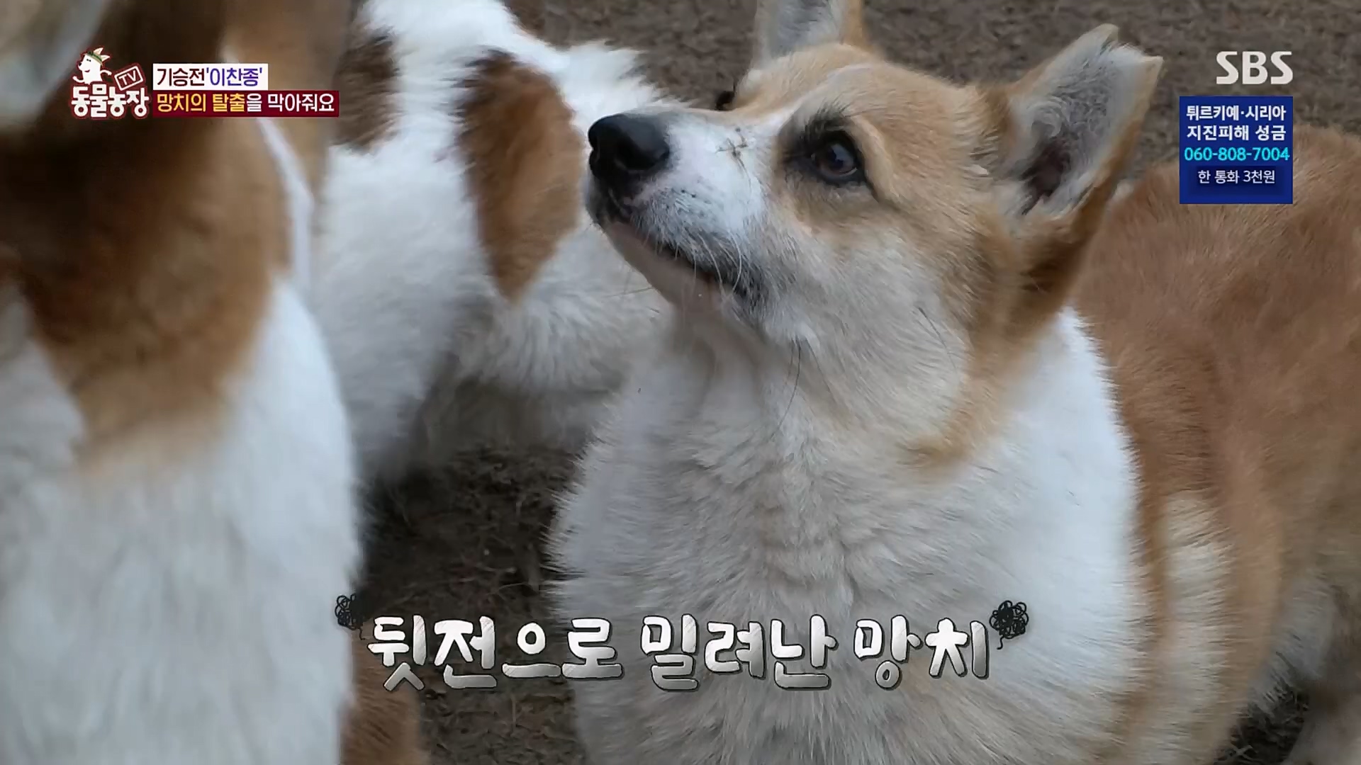 TV 동물농장.E1108.230212p.H264-F1RST.mp4_20230212_182143.274.jpg