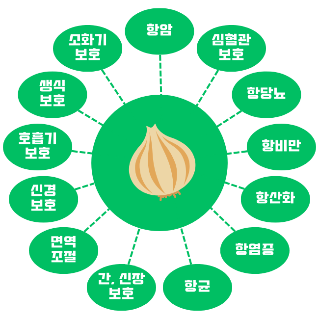 양파 효능
