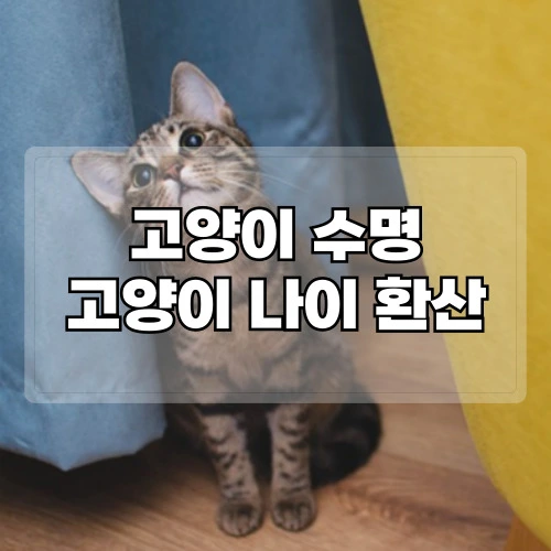 고양이-수명-고양이-나이-환산