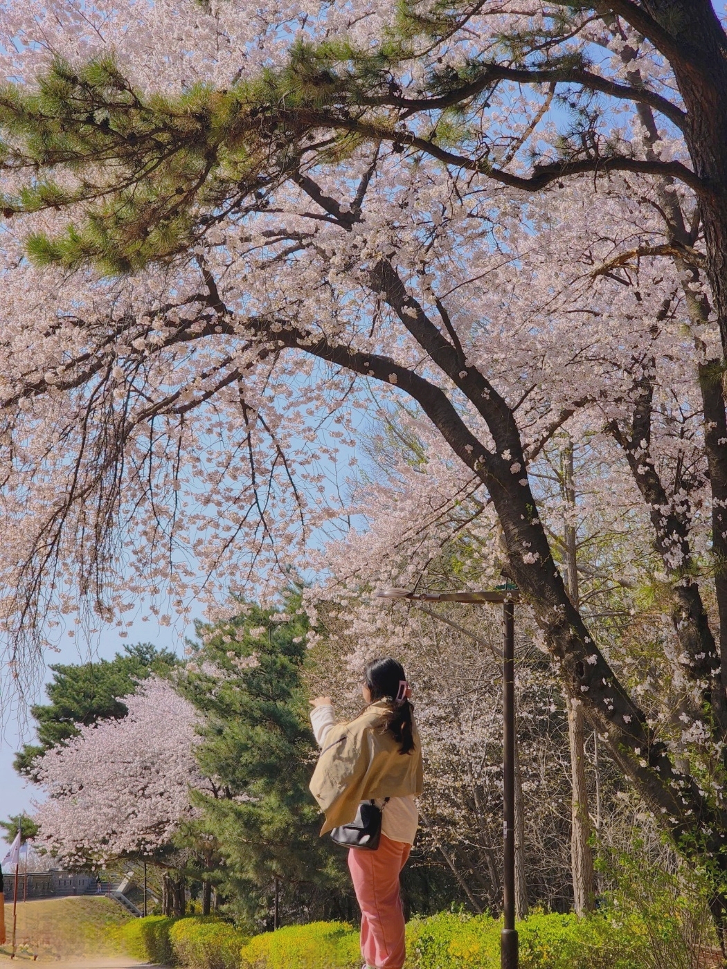  수원 벚꽃명소 팔달산 둘레길