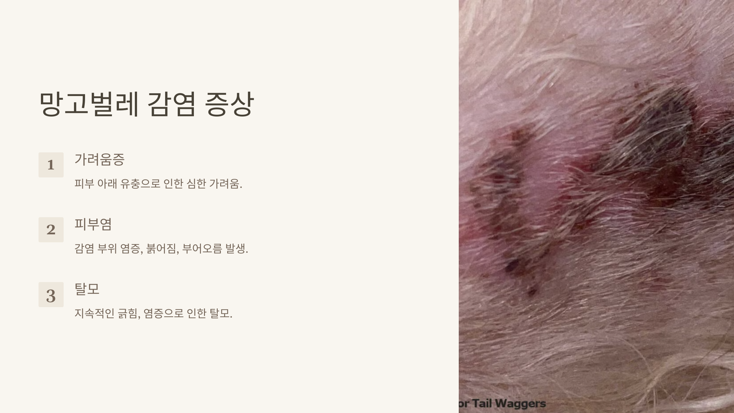 반려견을 위한 필수 건강 관리: 망고벌레 문제와 해결책