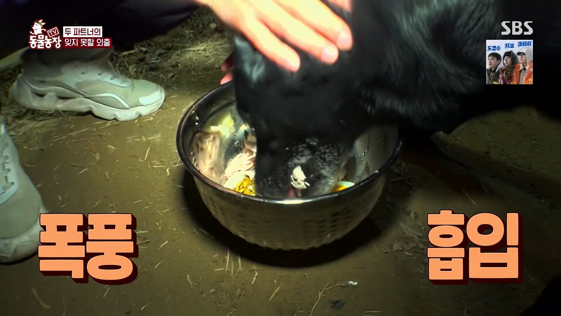TV 동물농장.E1109.230226p.H264-F1RST.mp4_20230226_161925.241.jpg