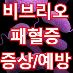 비브리오 패혈증 원인과 증상 예방법