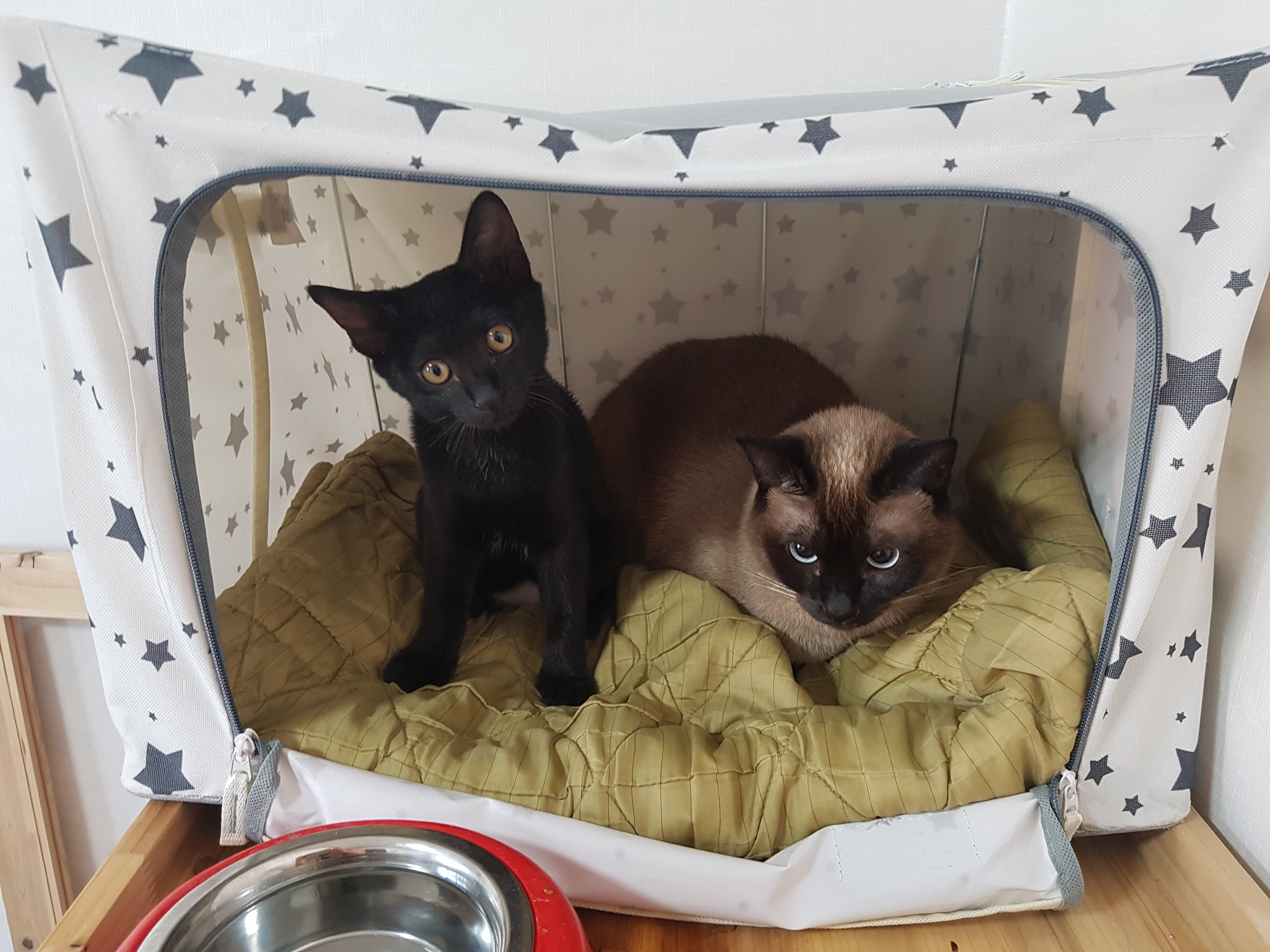  고양이 이동장 , 고양이 캐리어, 고양이 자동차, 고양이 차량 이동시 주의점, 방법