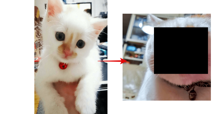  집사들은 100% 공감하는 고양이 인상변화