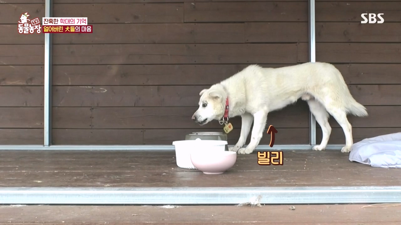 TV 동물농장.E1167.240415p-NEXT.mp4_20240414_160934.697.jpg