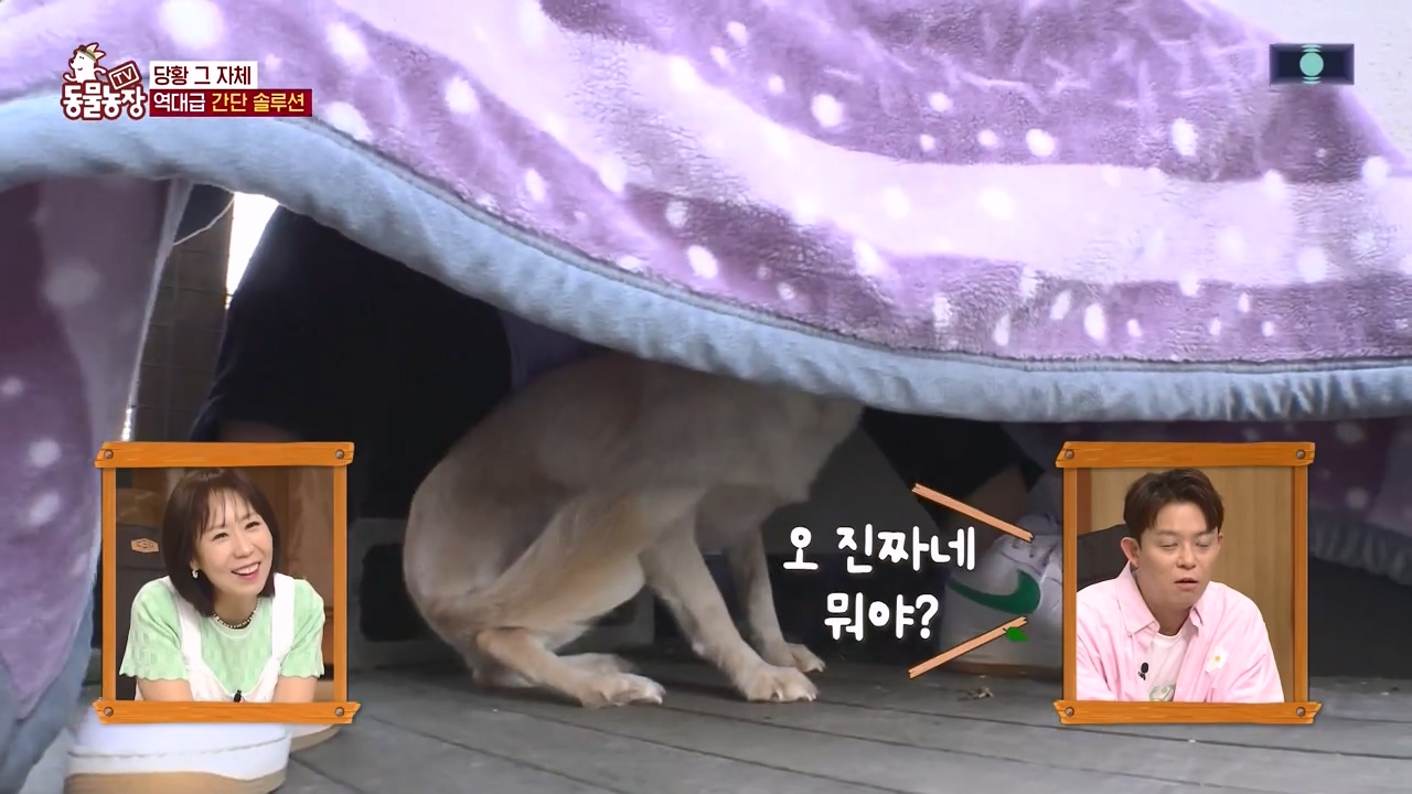 TV 동물농장.E1172.240520p-NEXT.mp4_20240519_165002.945.jpg