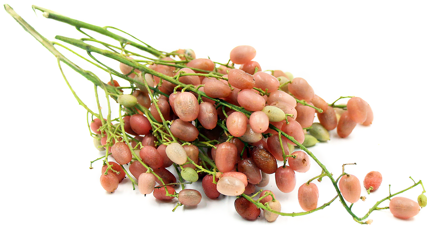  핑크 왐피 Wampee 에 대해서 알아볼게요.