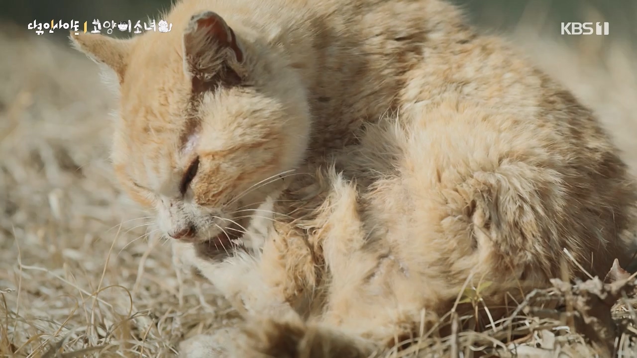 다큐 인사이트.E189.240524p-NEXT.mp4_20240524_205105.058.jpg