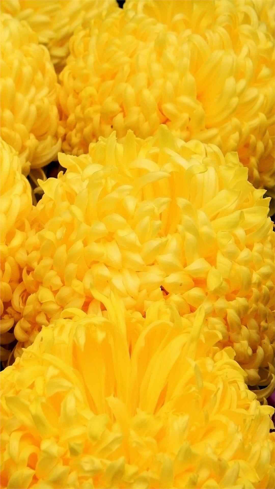 Chrysanthemum Flower iPhone Wallpaper