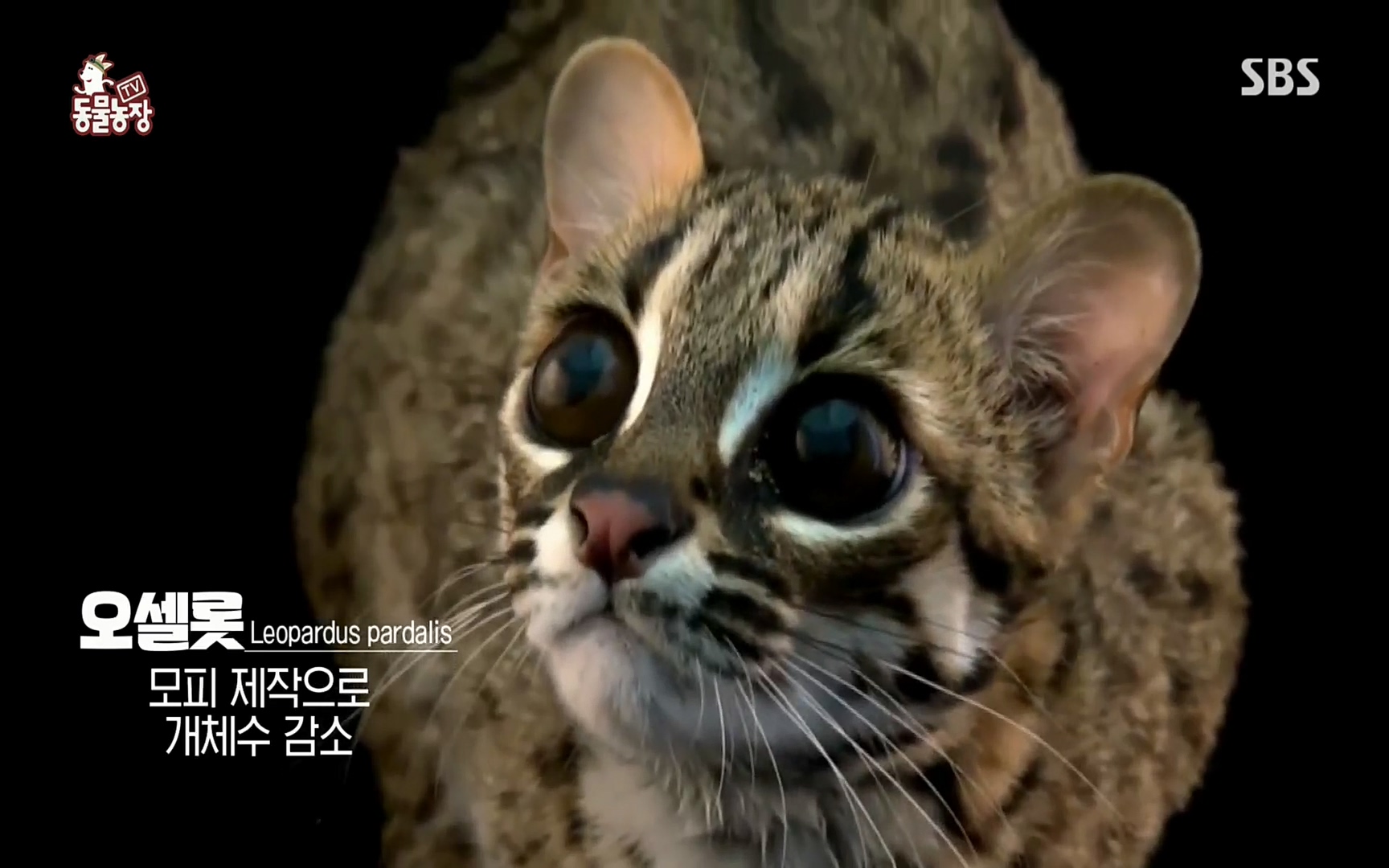 TV 동물농장.E1066.220424p.H264-F1RST.mp4_20220424_194526.839.jpg