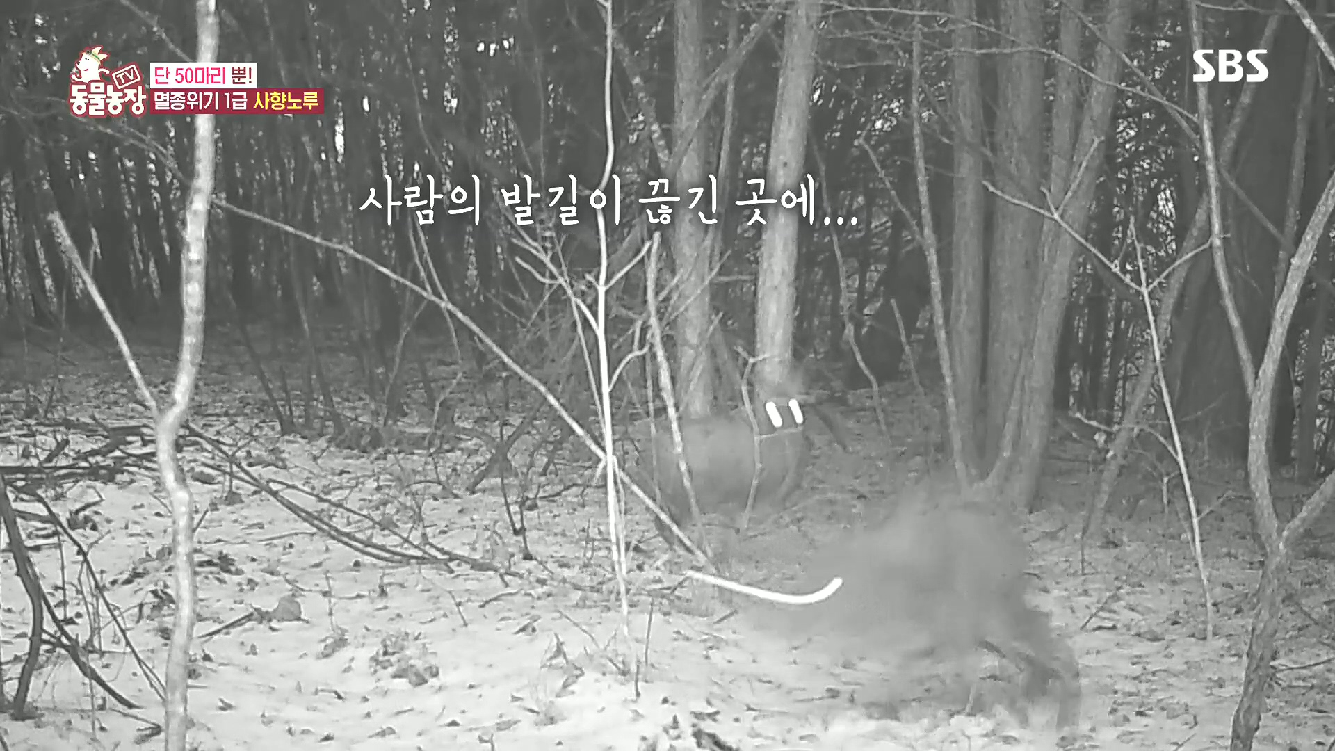 TV 동물농장.E1185.240818p.H264-F1RST.mp4_20240818_161130.993.jpg