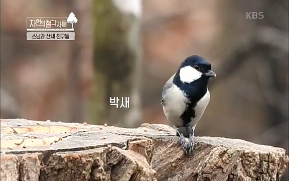 [3회] 자연의 철학자들 - KBS새처럼 살고 싶어라] 자연이라는 위대한 법당에서 숲의 울림, 새들의 소리를 들으며 깨달음을 얻은 도연 스님.ts_20220320_152003.584.jpg