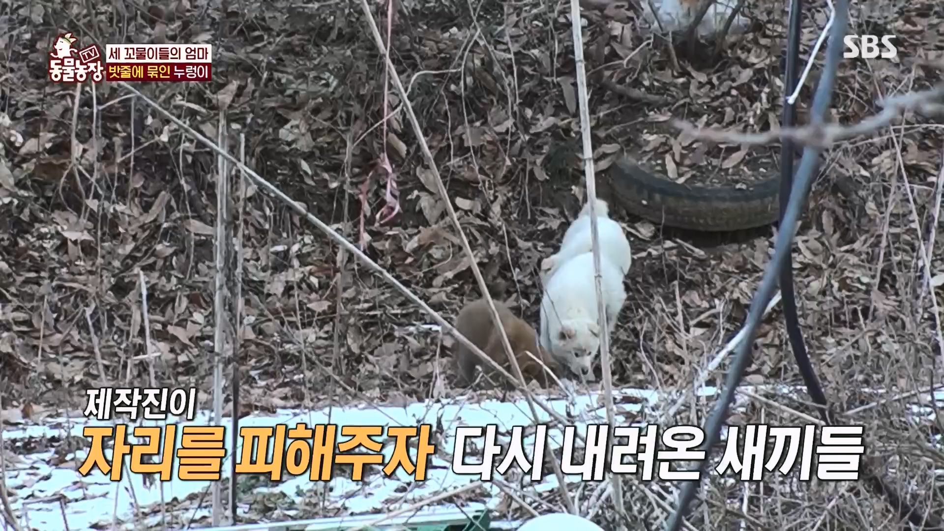 TV 동물농장.E1159.240218p.H264-F1RST.mp4_20240218_170011.082.jpg