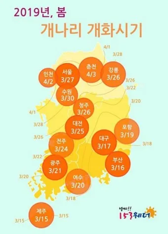 개나리 개화시기 2025 서울 경기 강원 전남 경북 제주_2