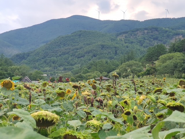 태백 해바라기 축제
