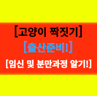  [고양이 짝짓기 그리고 출산준비] 임신중 건강상태 확인과 분만하는 방법!