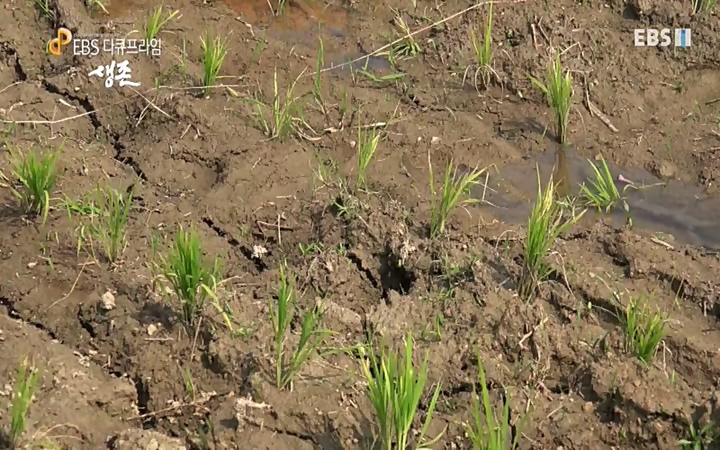 EBS 다큐프라임_ 220628.avi_20220629_210205.165.jpg