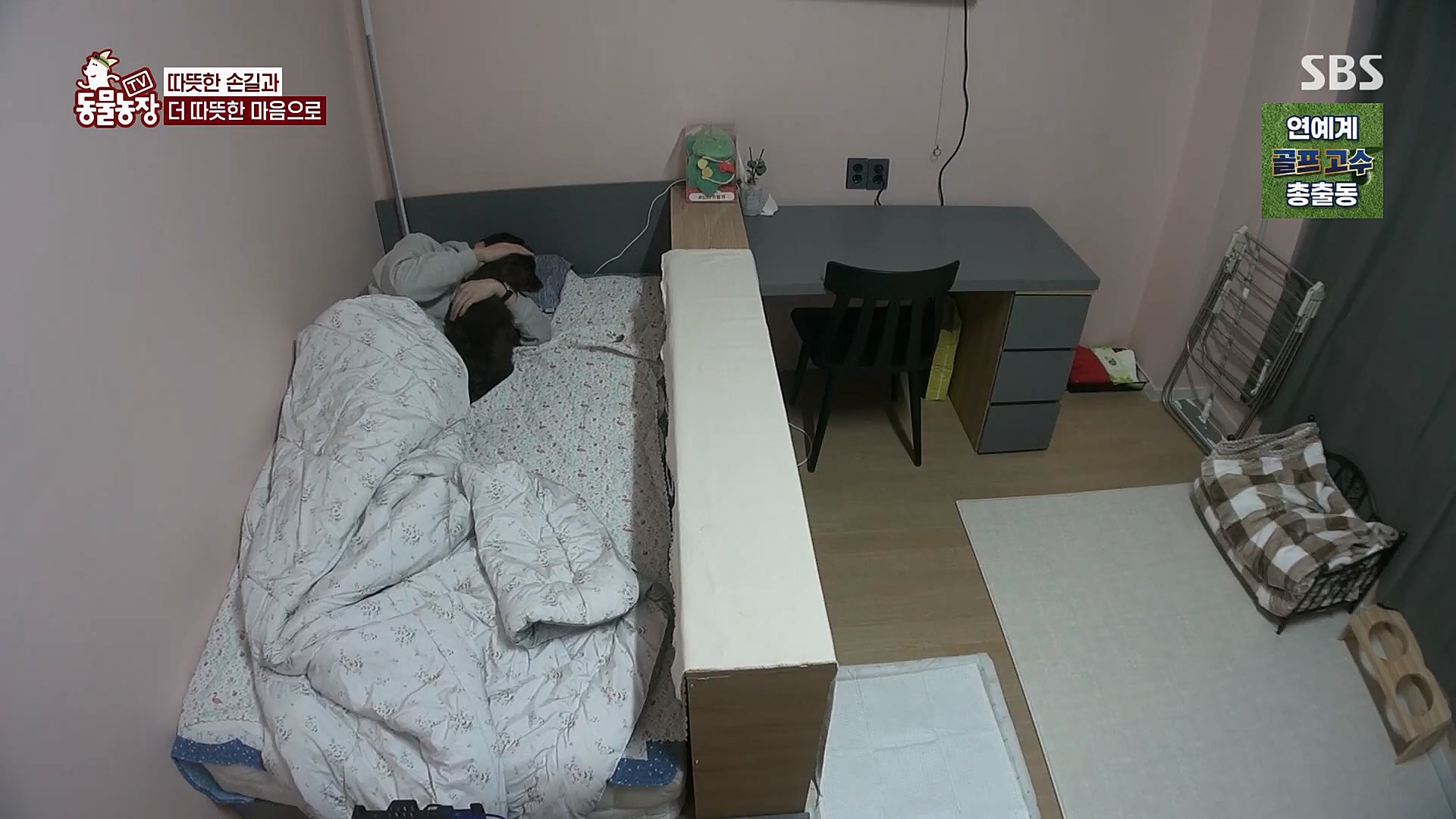 TV 동물농장.E1112.230319p.H264-F1RST.mp4_20230319_175212.866.jpg