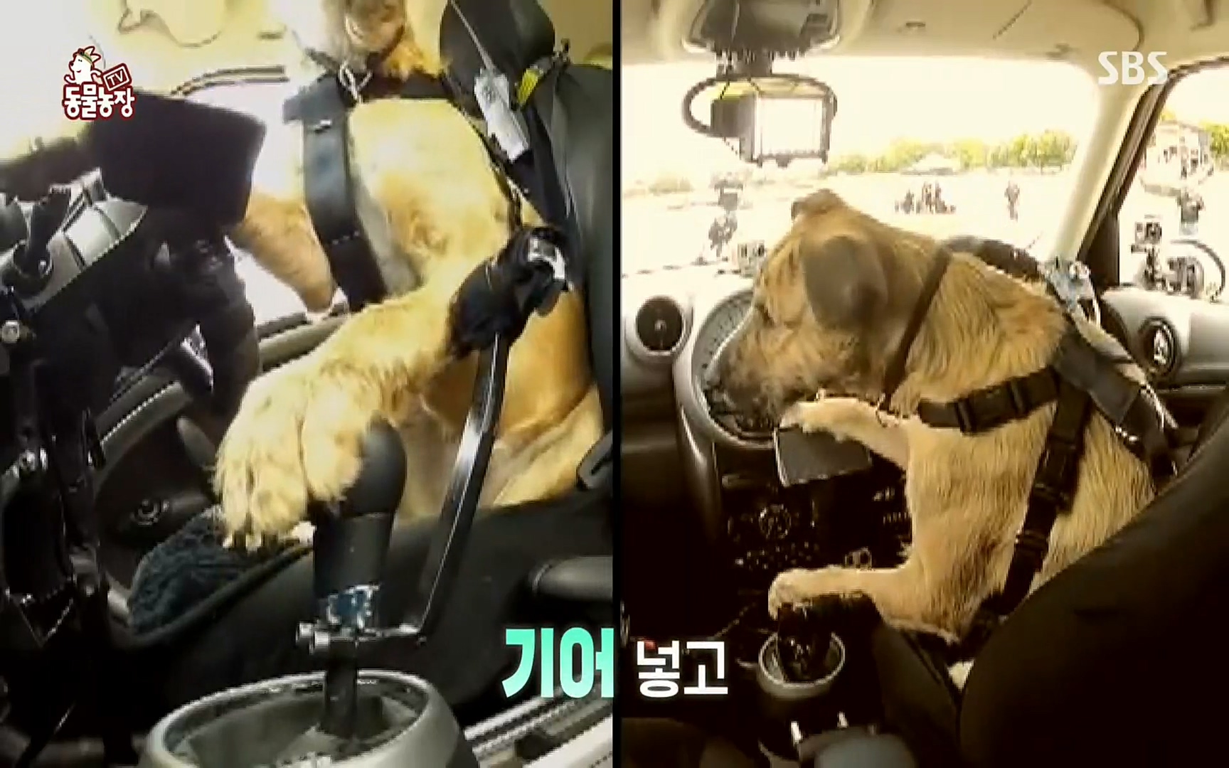 TV 동물농장.E1074.220619p.H264-F1RST.mp4_20220619_175818.204.jpg