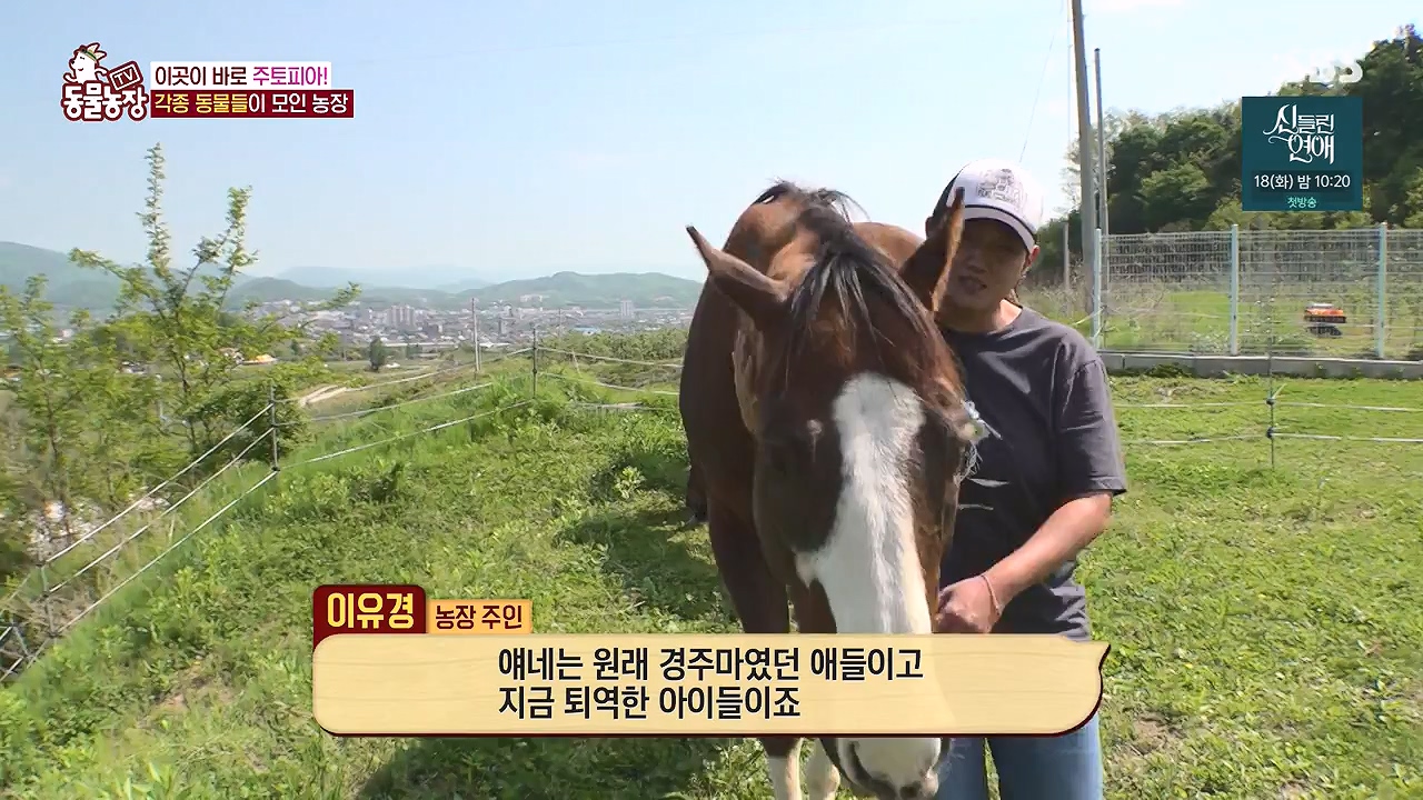 TV 동물농장.E1176.240617p-NEXT.mp4_20240616_171018.090.jpg