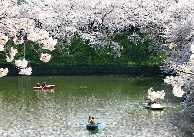 경주 벚꽃 명소