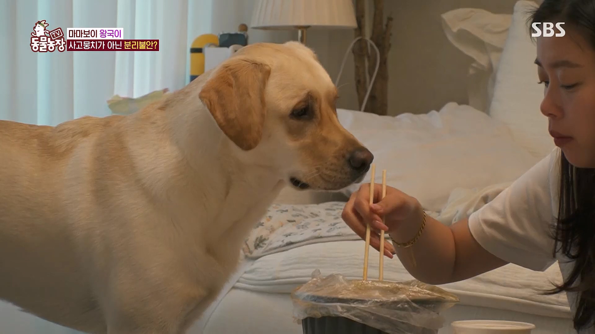 TV 동물농장.E1106.230129p.H264-F1RST.mp4_20230130_192728.718.jpg