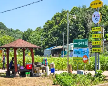 강주 해바라기 축제_4