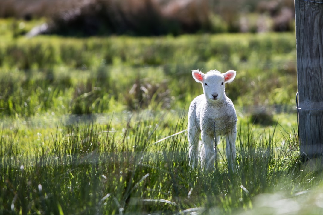 Spring.