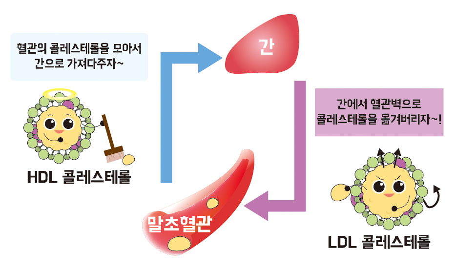 콜레스테롤 수치의 원인&#44; 콜레스테롤 낮추는방법