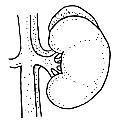신장 흑백일러스트 간단한 선라인