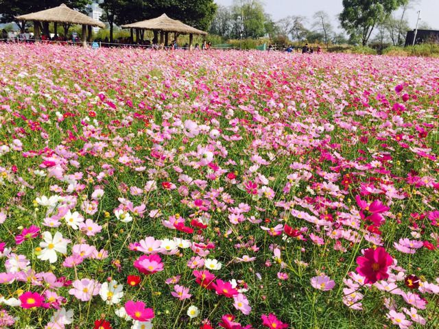  서울 억새축제