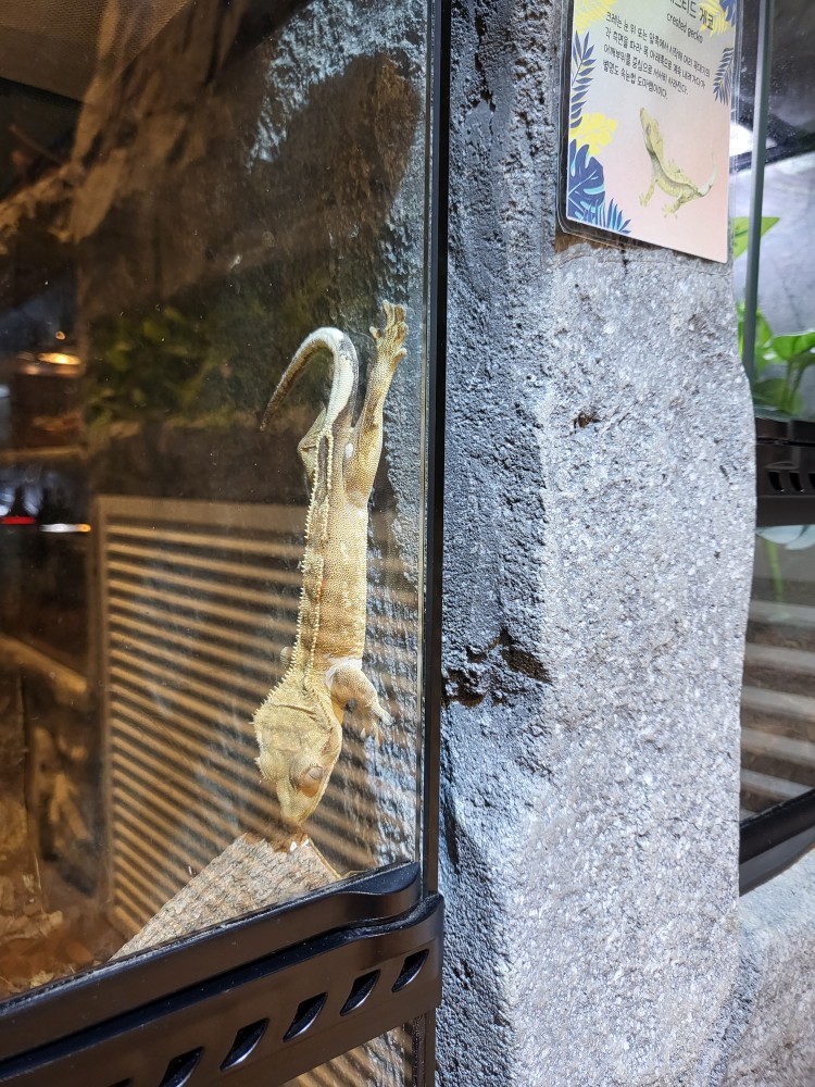 디아쿠아 파충류존