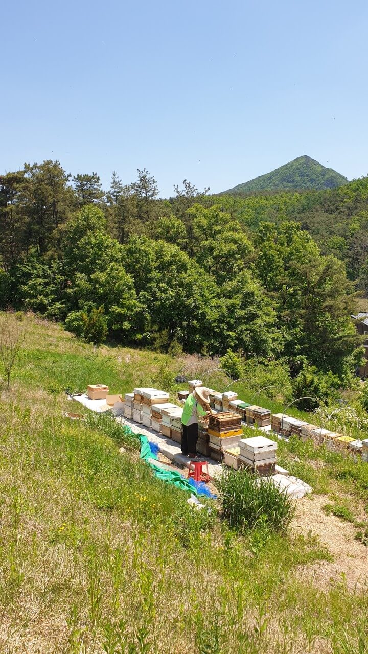 6시내고향 충북 괴산 5無 산림양봉의 명품 꿀 주문방법 사계닮은꿀 &amp; 허니버블공방 꿀비누 주문방법
