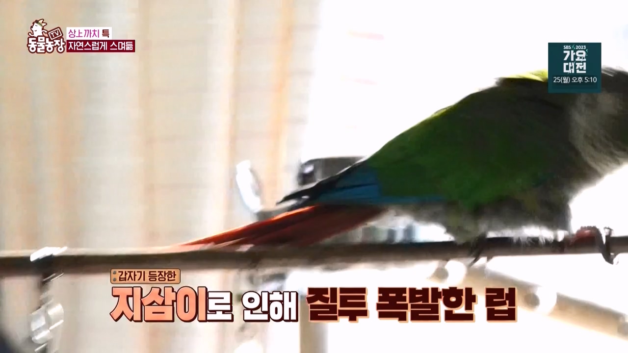 TV 동물농장.E1150.231218p-NEXT.mp4_20231217_171354.328.jpg