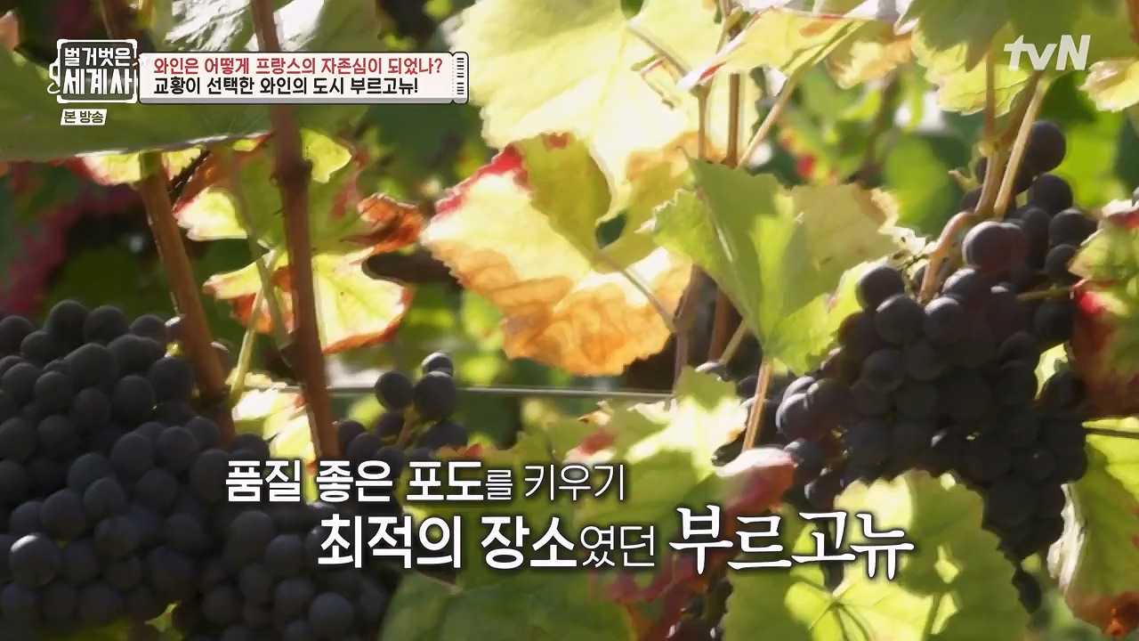 벌거벗은 세계사.E121.231018p-NEXT.mp4_20240518_165529.469.jpg