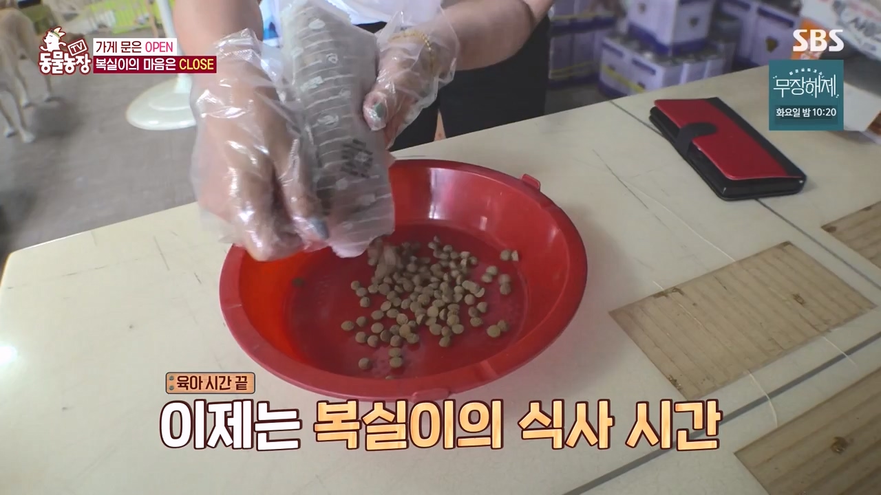 TV 동물농장.E1135.230828p-NEXT.mp4_20230827_180828.501.jpg