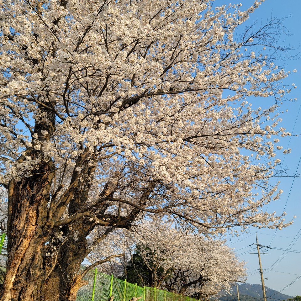 [전북 고창] 성송초등학교 벚꽃 사진