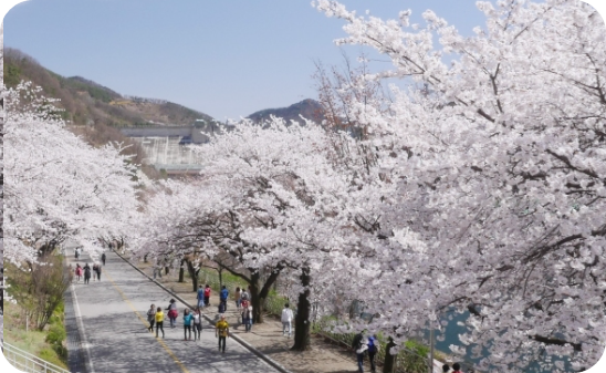 전국벚꽃명소추천15