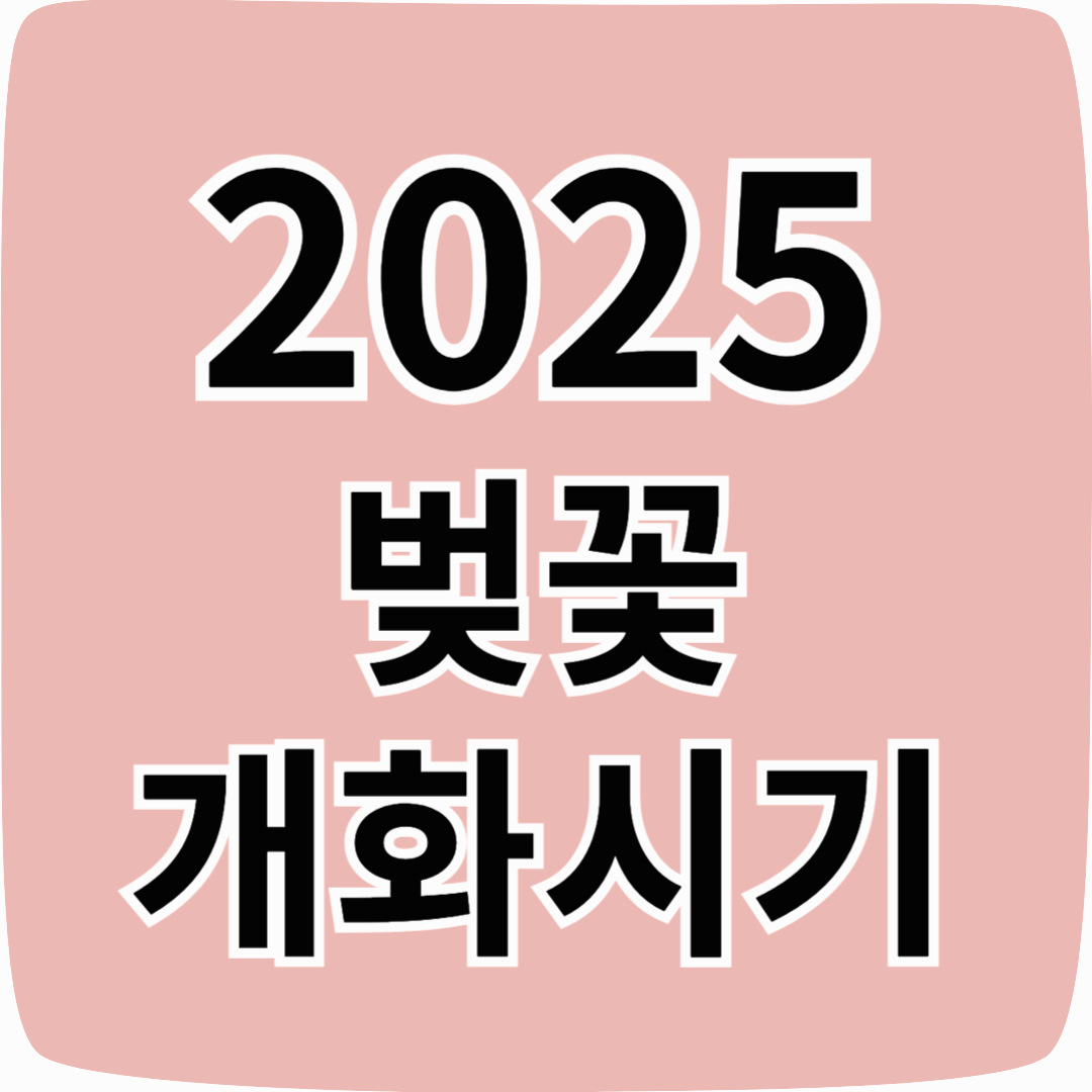 🌸 2025년 벚꽃 개화 시기 총정리! 서울·부산·제주 언제 만개할까?