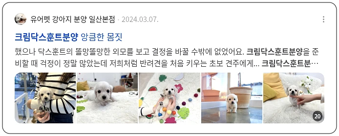 크림 닥스훈트 분양_3_subsection